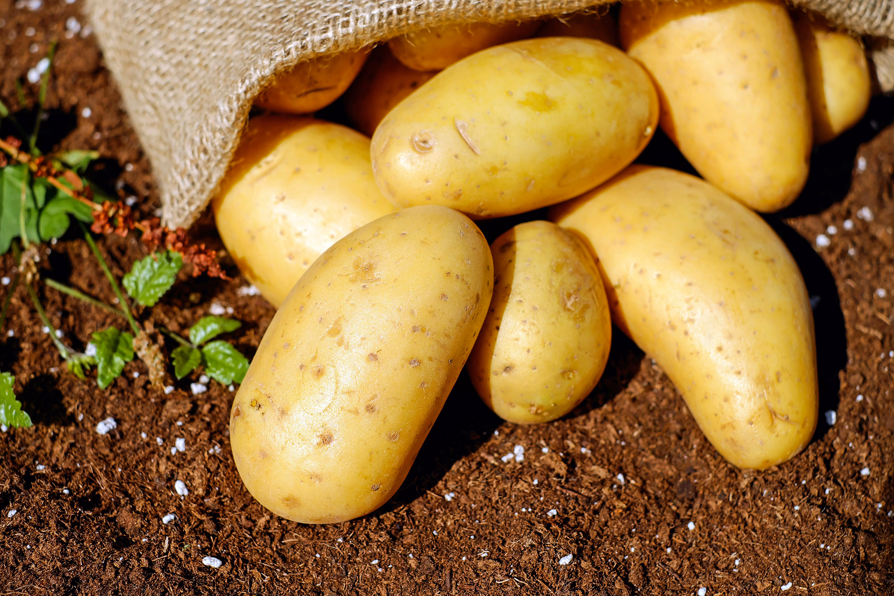 Alimentos gallegos en riesgo de desaparecer: patrimonio gastronómico en peligro