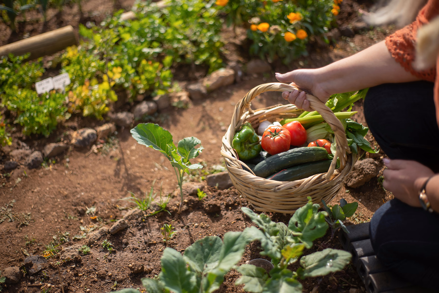 Qué sembrar en septiembre en la huerta: guía de cultivos de otoño