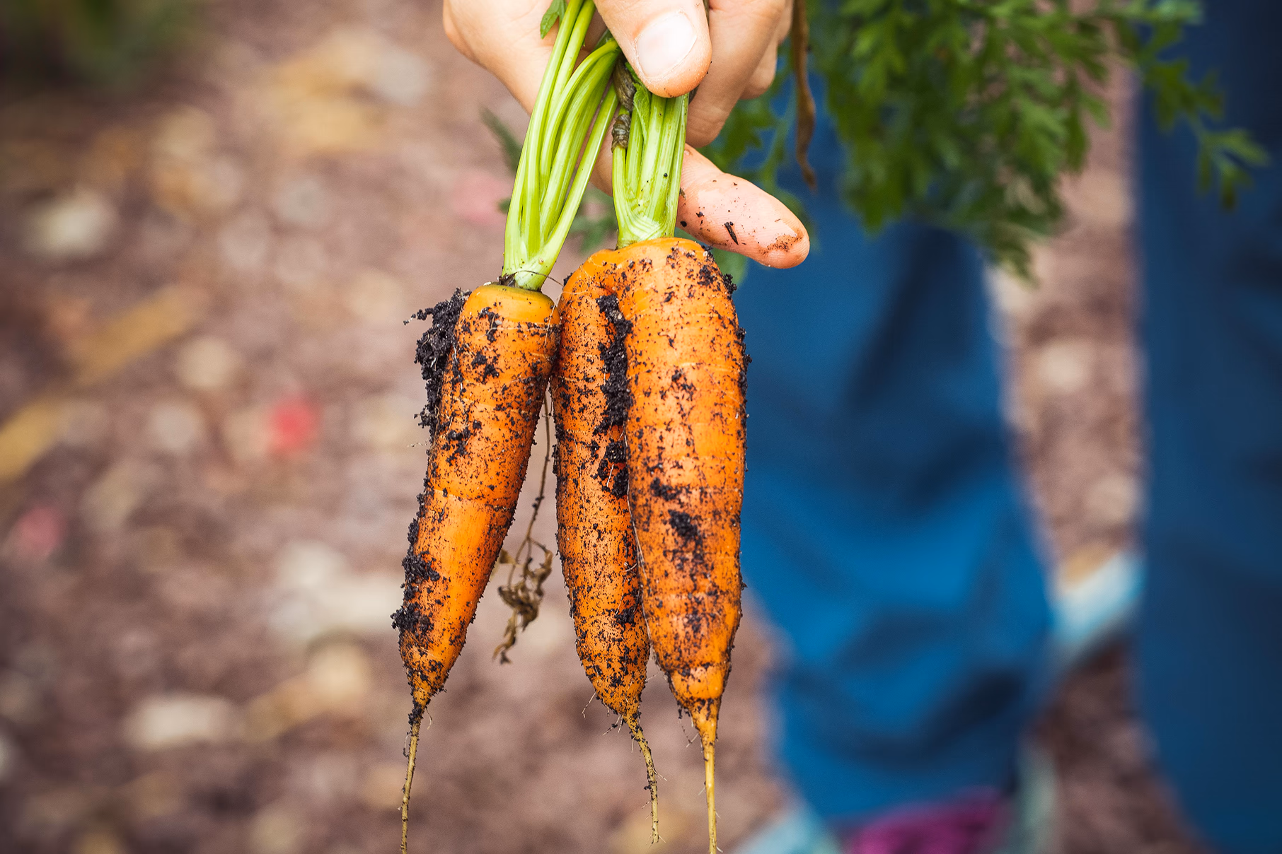 Zanahorias creciendo en un bancal de huerta