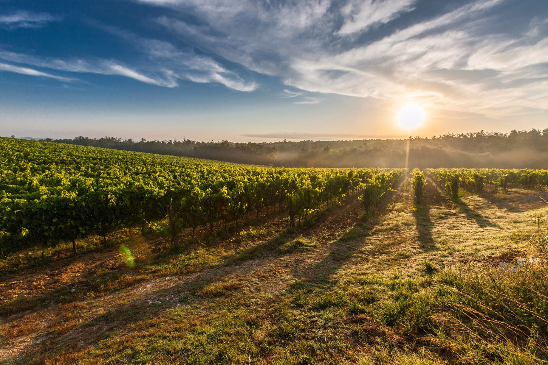 La Ruta del Vino en las Rías Baixas: Un viaje por la enología y la gastronomía gallega